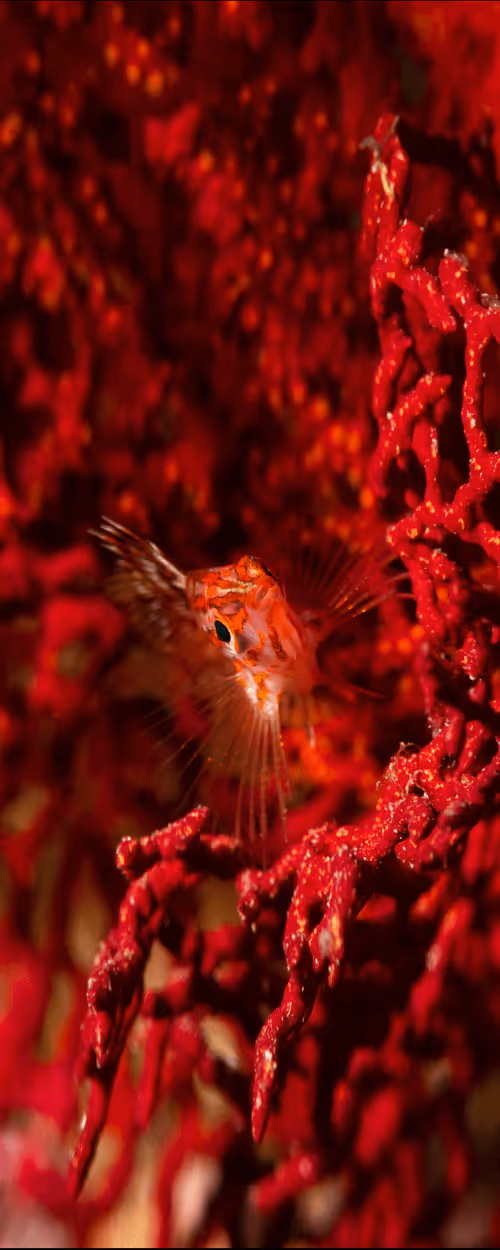 Item #70273469214053580567937401515454839942309316770709015850327309176830873830376 Media