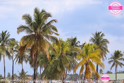 Item #21218919643484846679386017214105436286474954155539936946797714236935105413130 Media