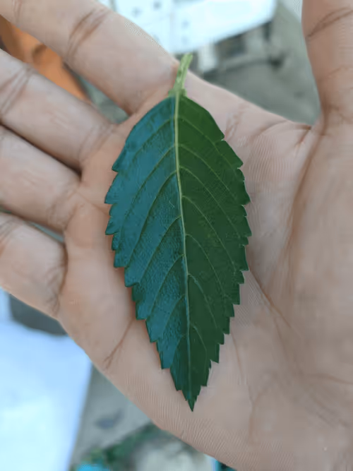 Item #31081804352330578596568685091517160537930858517835942894700270015301499748353 Media