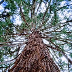 Sequoiadendron giganteum
