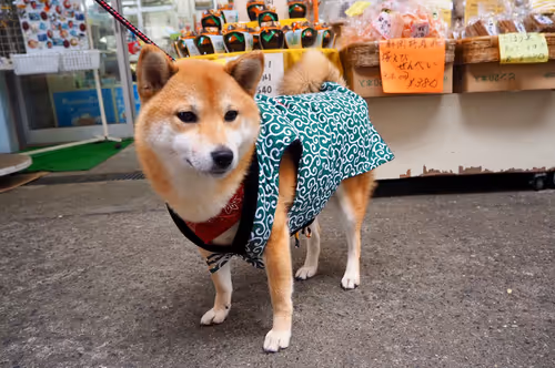 Item #109856220298400902651076580767902450481001671145135042895744925559599086436353 Media