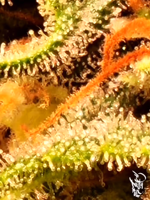 Item #5375170019579864055237503846740004616490270421629515868893561890376779825153 Media