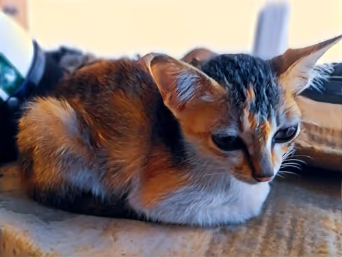 Item #74122138759525378795667626270866148487737655975912799548892275153336520409089 Media