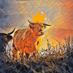 Majestic Highland Cow
