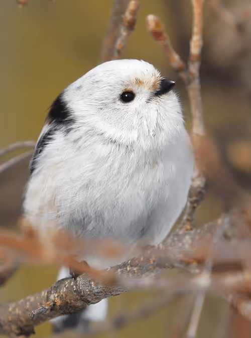 Item #2537799299287319857890120993112601769664940808601200001525120656108536463361 Media