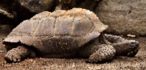 Item #84847574650965292404971500826691156411633346710644691667011505920321385398273 Media