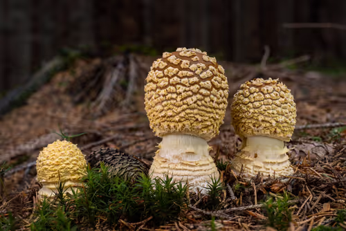 Item #64713155281190120806625528010509445569029273032710388433466981993584290430977 Media