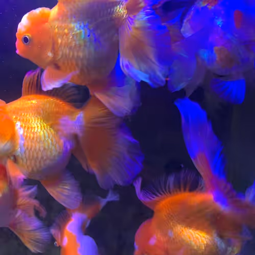 Untitled Collection #202718472