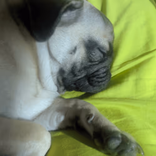 Item #86953967324080377375786048112134896320100186308827744908124698879771015118849 Media