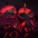 81523062825069521787251135458978242508400080637281020831898489796235106451457