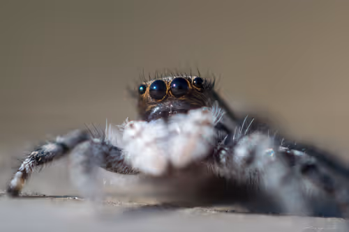 Item #71581581597643149467168648258107612895954652737946138187853336676736562102273 Media