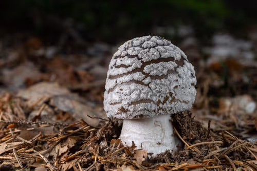 Item #64713155281190120806625528010509445569029273032710388433466981995783313686529 Media