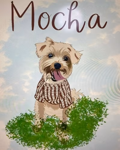 Mocha The Morkie