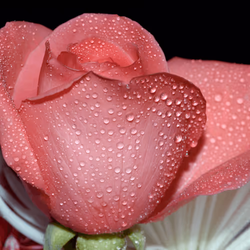 Item #47344123980109973813634142770242239438764360713225161879961012002246669369345 Media