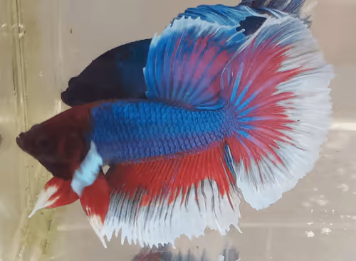 Item #76093963924936973222684762009084726555674488189040824510729450767001510215681 Media