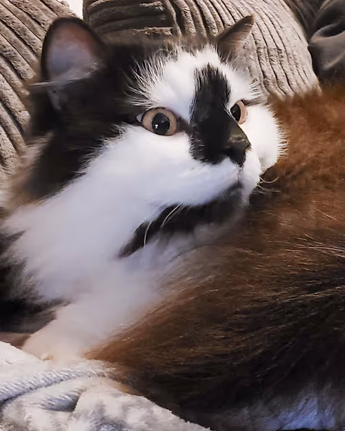 Item #13161020314009032005485822086301964352885579695205061807387255214663048101889 Media