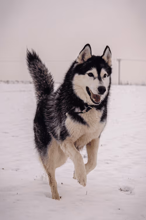 Item #33351075088338566798566477458938543198639802445758245669309951391850431512577 Media