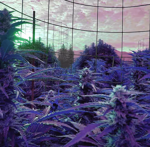 Item #96049093479119043608483524794972650866776190630495021643741407206699782111233 Media