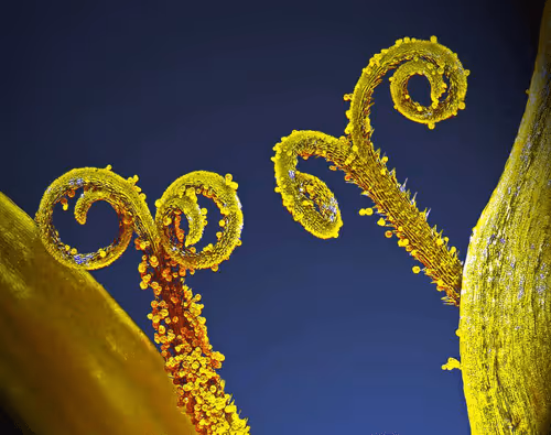 Item #23217486054753313313832658435722255441588252076400940924868810805524863909889 Media