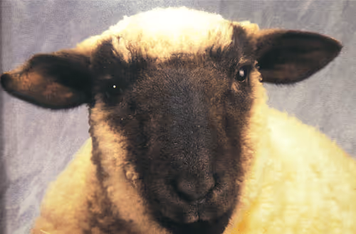 Item #92741434566094600185812596185285137100955910768144141226556336969535046287361 Media