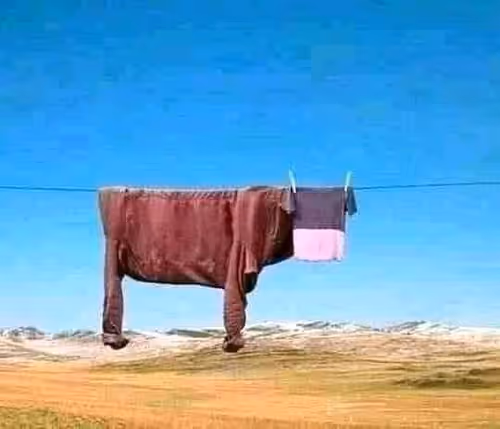 Item #89693513613290891436377083915430040434301326534916612474128717170330178682885 Media