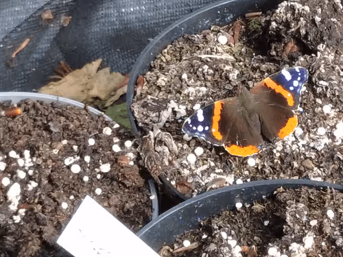 Item #98679578177621649628089872010712381059223698631184272161596299657547761057793 Media