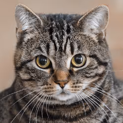 106393158711752592444527764053332067386103257112262188176365267824555361042433