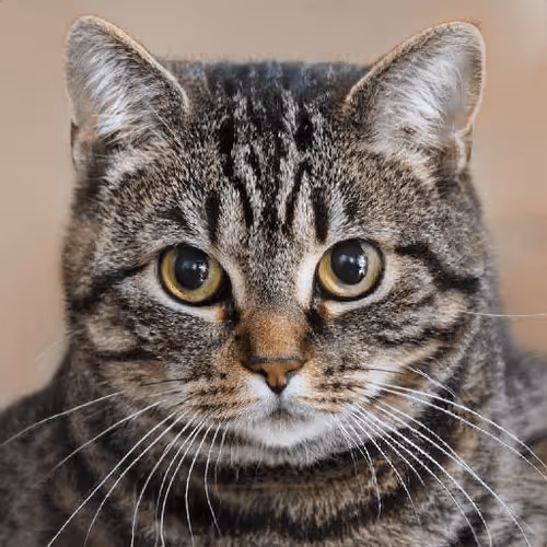 Item #106393158711752592444527764053332067386103257112262188176365267824555361042433 Media