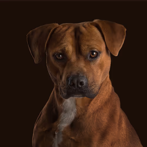 Item #39267609400351157350082818508963900481325606176986545385386430946472114520065 Media