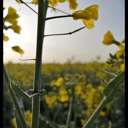 Item #3787080761074609709675817509753112159059746763483256848434353667747570778113 Media