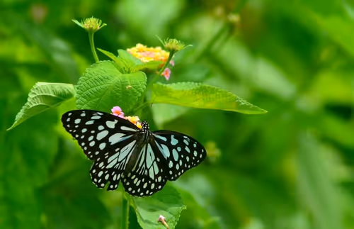 Item #14571506913454205627656743203225782770632742565437799673199566815895756996609 Media