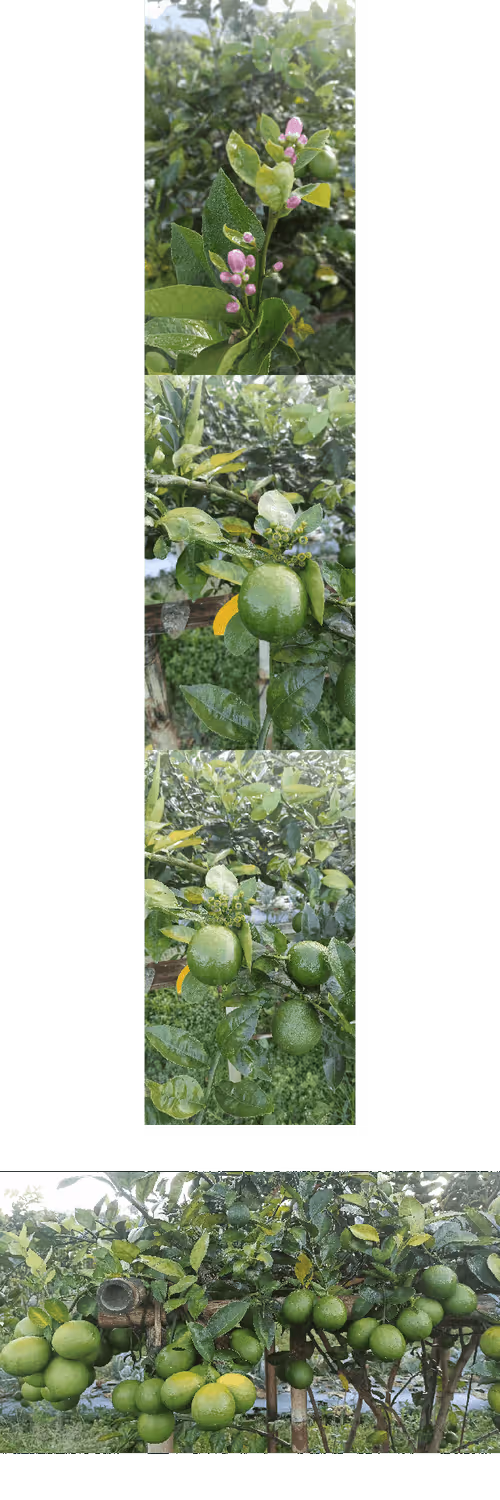 Item #64899417855093300260072534551739622386985470220975637807050665938649121554433 Media