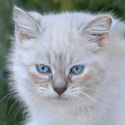 106393158711752592444527764053332067386103257112262188176365269845457732894721