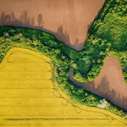 Rapeseed field