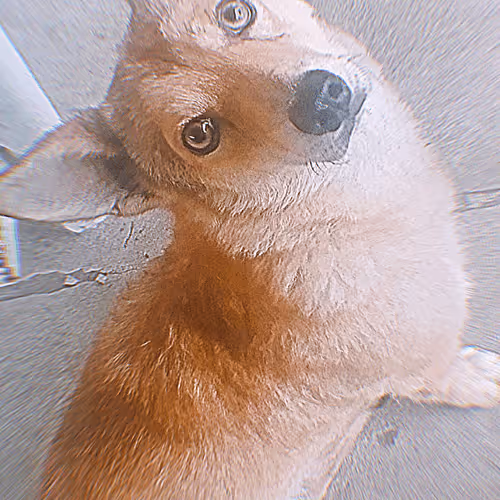 bestBoyl