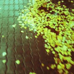 Fallen leaves