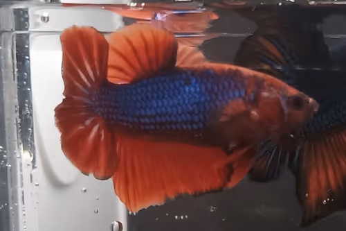 Item #76093963924936973222684762009084726555674488189040824510729450725220068360193 Media