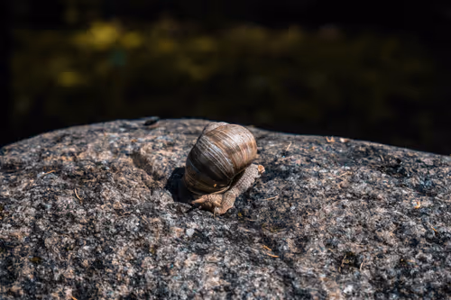 Item #30722437421260437181032699812971068310552594601317848435133761743012516331521 Media