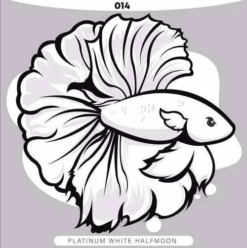 Item #71915282176282174012632358448723633474544225318645324977784202297696740966401 Media