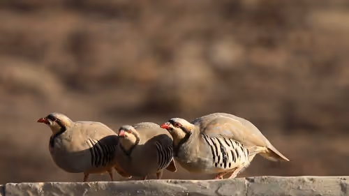 Item #2468119463308914702005443652102614178506533567319377457804557004270966145025 Media