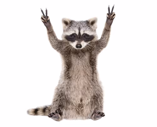 Racoon boi