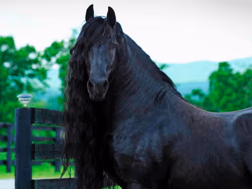 Item #73063218831923672492459405534097835373202548632356927531828215939132465086465 Media