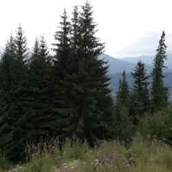 The tree
