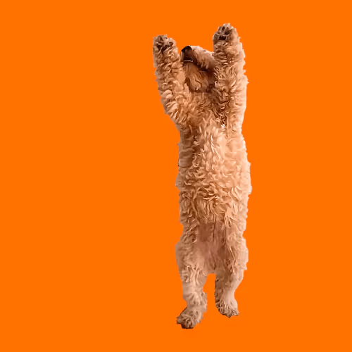 Item #71188718157521890056217826245416464690012970148001039644603136685303715069962 Media