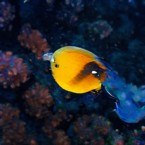 Item #93923887731966639760197662534300547726212510779526051617655967271133680500737 Media