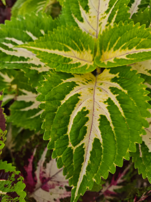 Item #55279426162495497539787992599168610447865546199659352409200623231787392303105 Media