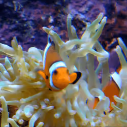 Save Marine Lifes #26