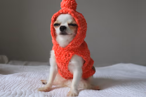 Lilo Chiuaua Dog