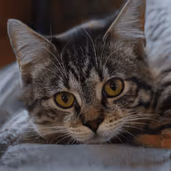 106393158711752592444527764053332067386103257112262188176365266218168872861697