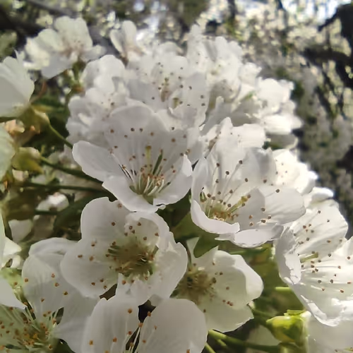 topairdrop33.lens-Collect-451